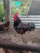 6x Rhode Island Red "Bantam"