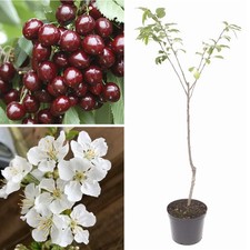 Dwarf patio stella cherry tree - cherry,