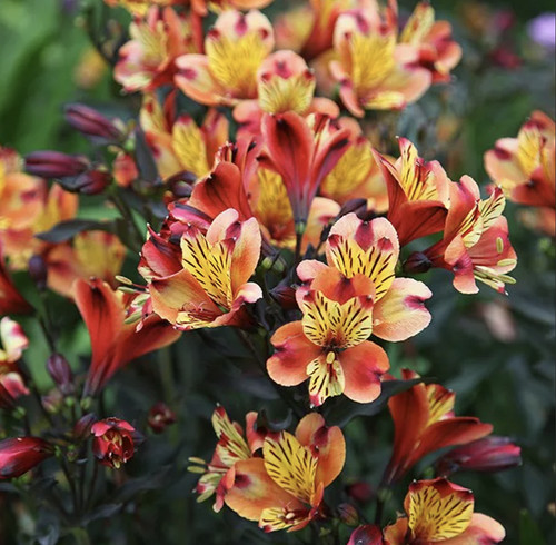 Alstroemeria indian summer - indian,
