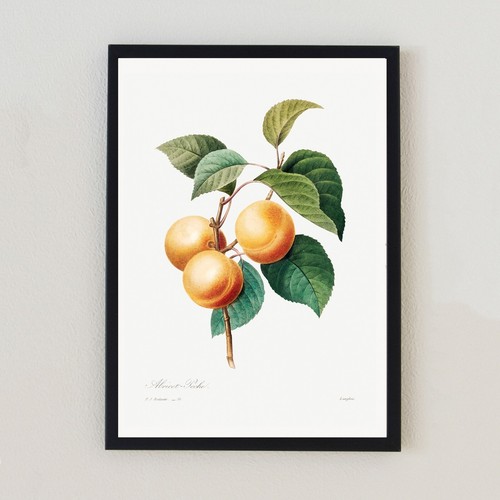 Botanical peaches vintage - botanical,