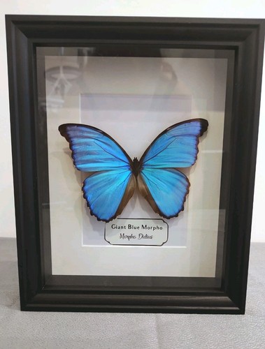 Giant blue morpho - giant,