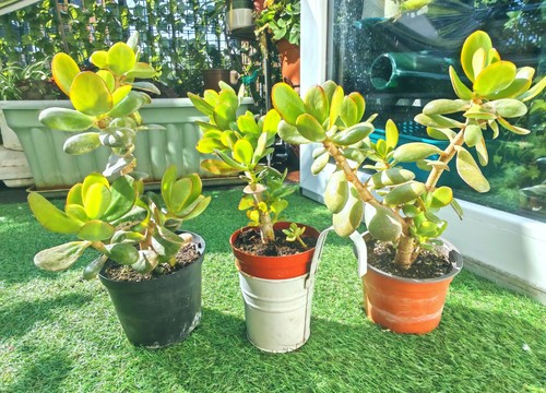 1xjade plant houseplant - 1xjade,
