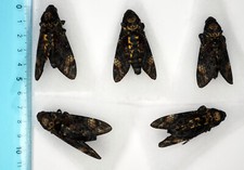 Acherontia atropos Death Head