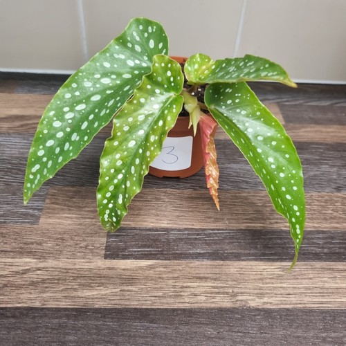 Begonia albopicta tamaya - begonia,