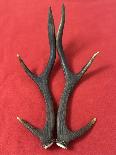Pair red deer - deer, 531g