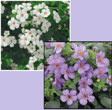 BACOPA Mixed 'Lavender &