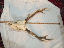 Vintage Red Deer Irish Origin