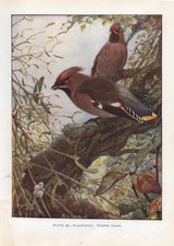 Waxwing - 1948 Beautiful Colour Vintage Bird Print by Winifred Austen