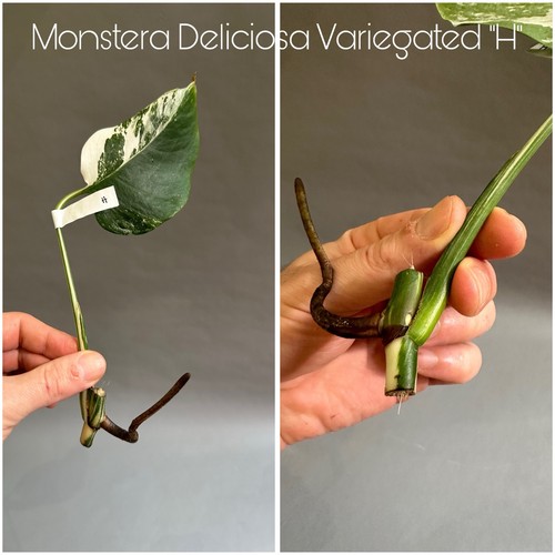Monstera deliciosa albo - deliciosa, albo/