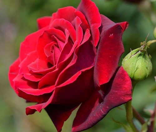Multi coloured rose - multi,