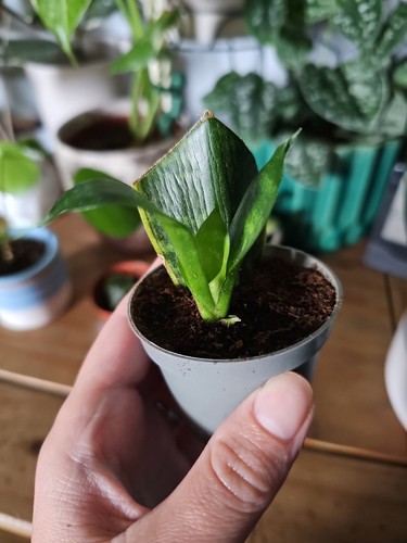 Verigated snake plant baby - snake,
