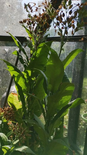 Golden virginia tobacc - virginia, seeds