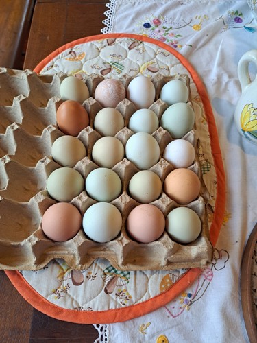 Hatch eggs frizzle rainbow - 18,