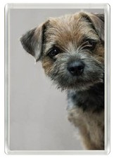 BORDER TERRIER DOG FRIDGE