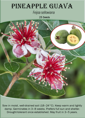 Pineapple guava feijoa - pineapple, (feijoa