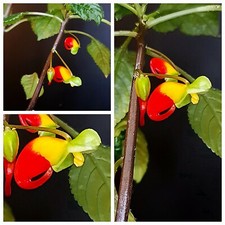 Impatiens Niamniamensis