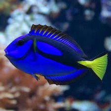 Blue Hippo Tang Surgeonfish