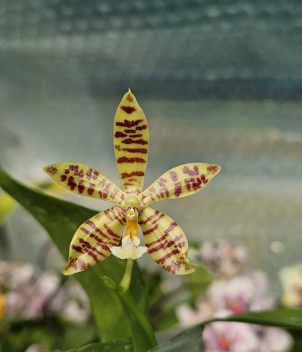 Phalaenopsis speciosa - speciosa, x