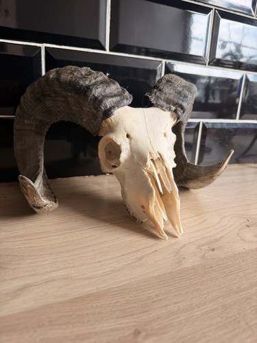 Real ram skull taxidermy with - real,