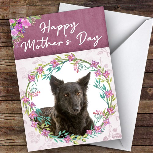 Dutch shepherd dog traditional - dog,