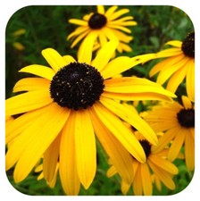 Rudbeckia 'Goldstrum' x 6