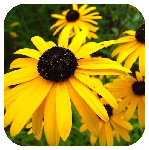 Rudbeckia goldstrum x - 'goldstrum', 6