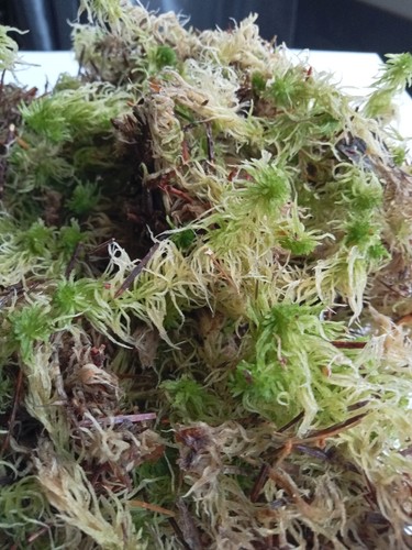 Fresh sphagnum moss terrarium - fresh,