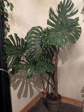 Monstera 5ft Huge House Plant