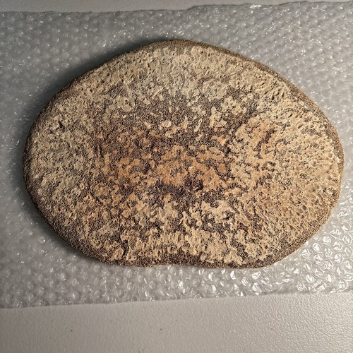 Fossilized humpback whale - fossilized,