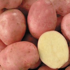 Desiree Seed Potatoes – The