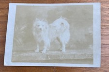 13 X 8.25 Cm Photo Of orange Pomeranian Dog “isis” 15th Apr 1910
