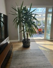 6.5 Feet Yukka Plant Big Tree