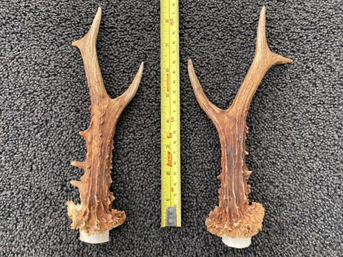 Scottish roe deer - 2,