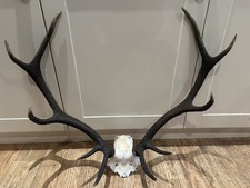 Large Red Deer Stag Antler