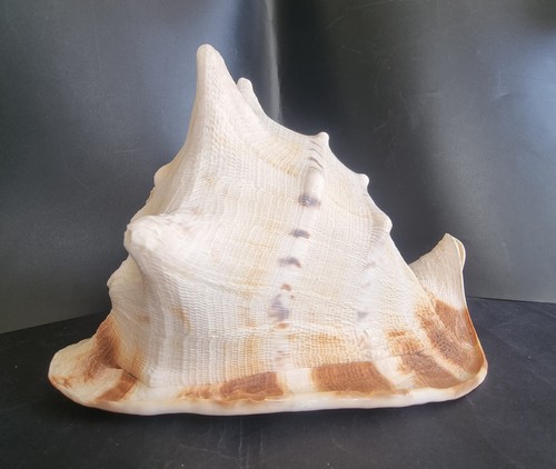Large queen horned conch - large, shell