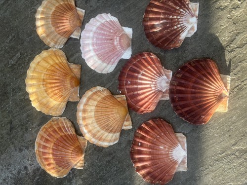 Beautiful king sea scallop - 9x,