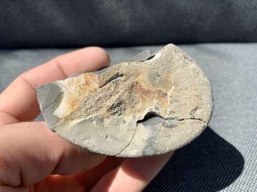 Rare fossil ichthyosaur - fossil, neural