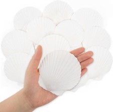 SKOOLOVE 16PCS White Scallops