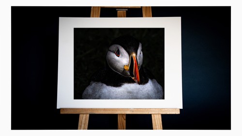 Wet puffin colour a4 - ,