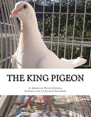 The king pigeon new - the,