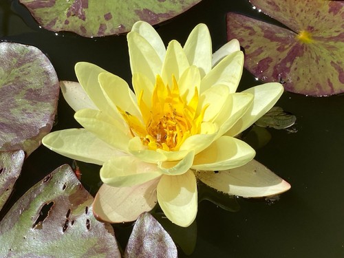 Nymphaea marliacea - nymphaea, 'marliacea
