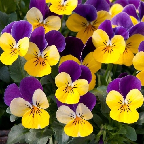 Winter flowering viola - flowering,