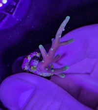 Acropora carduus  - Deepwater Acro - SPS Coral