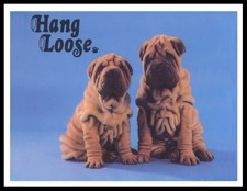 Shar pei puppies lovely dog - puppies,