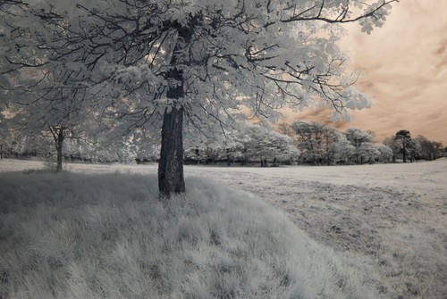 Nikon d3000 infrared converted - infrared,