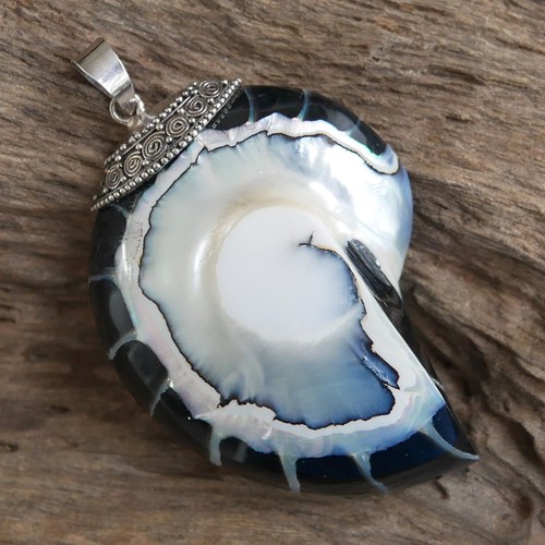 Large black nautilus shell - large,