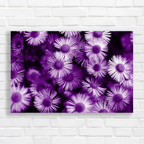 Vibrant daisy flower purple - vibrant,