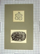 Original Old Antique Print Owl Pattern Shapes Lady Bed Birds