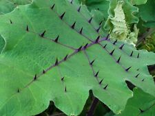 SOLANUM QUITOENSE - 20 x seeds
