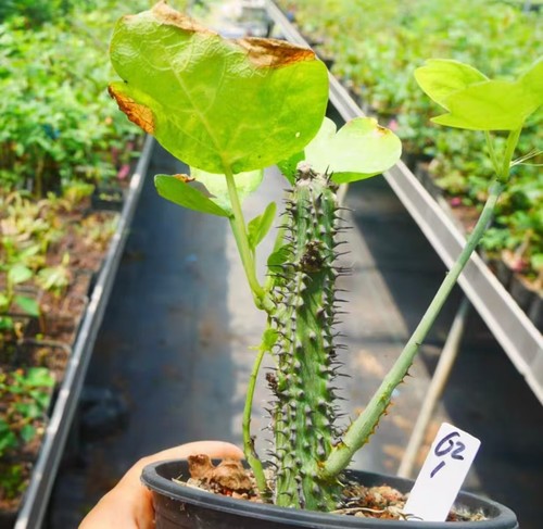 Adenia aculeata cutting caudex - aculeata,